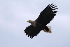 Seeadler an Norwegens Küste #2