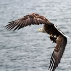 Seeadler an Norwegens Küste