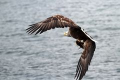 Seeadler an Norwegens Küste