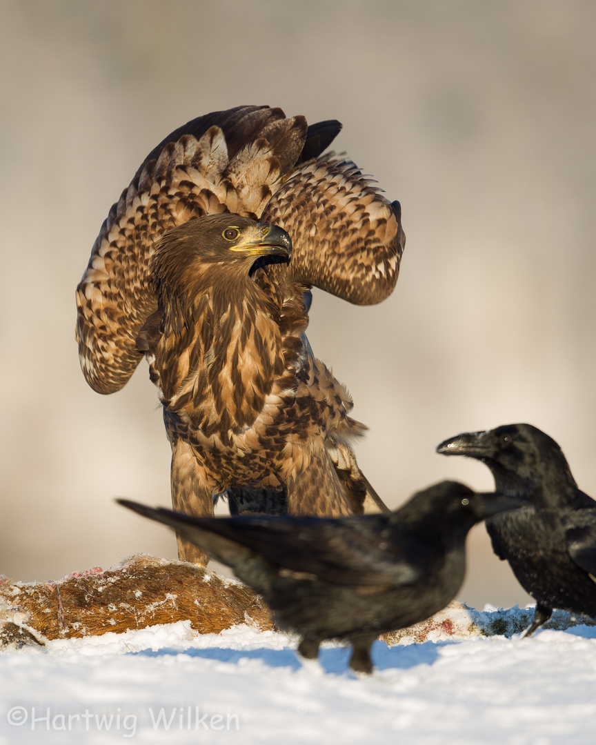 Seeadler an Reh