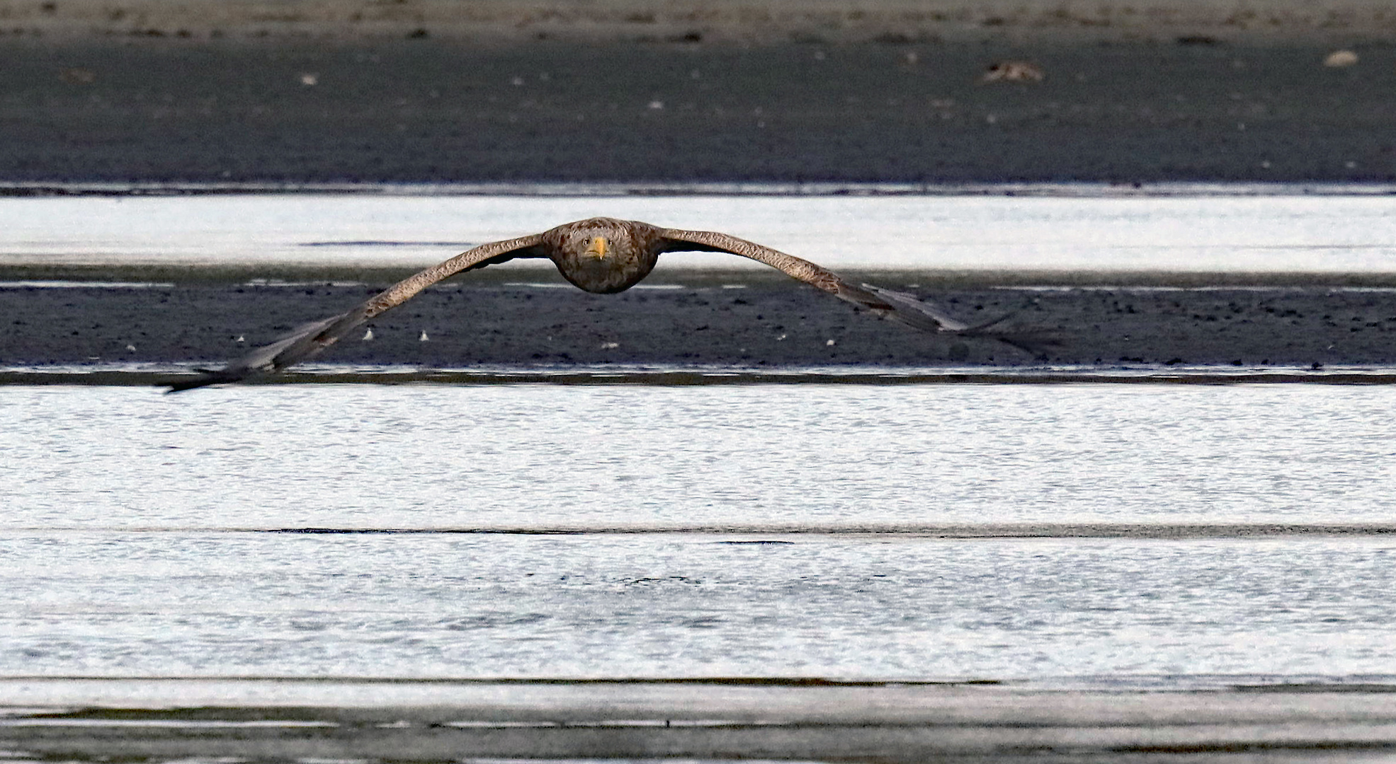 Seeadler Anflug