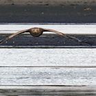 Seeadler Anflug