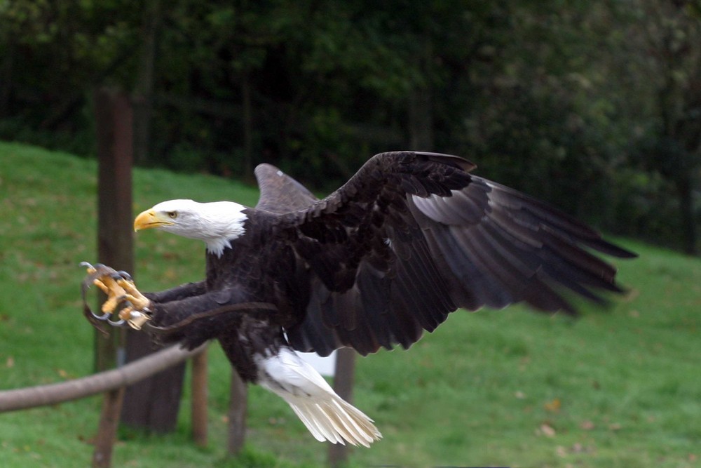 Seeadler-Anflug