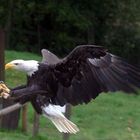 Seeadler-Anflug