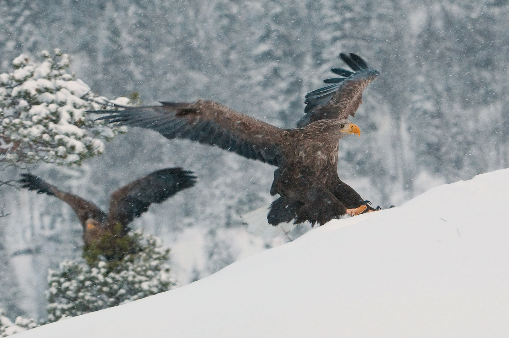 Seeadler: Anflug