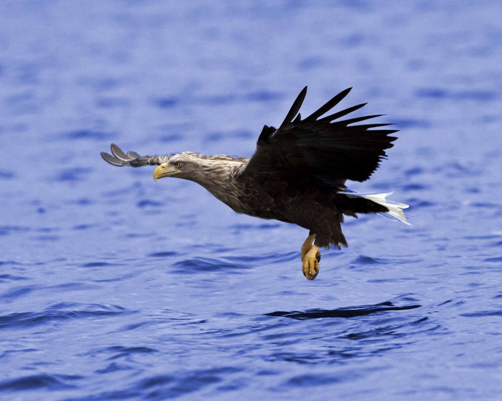 Seeadler Anflug