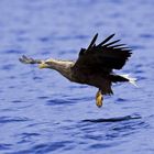 Seeadler Anflug