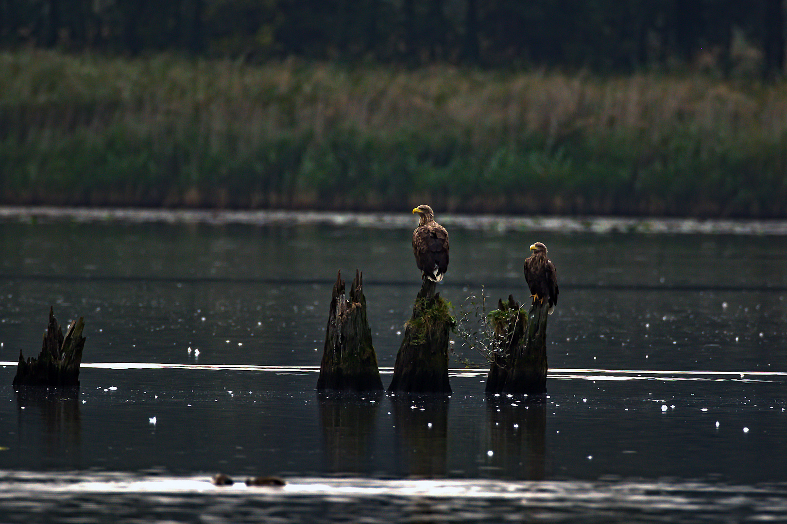 Seeadler auf Ansitz