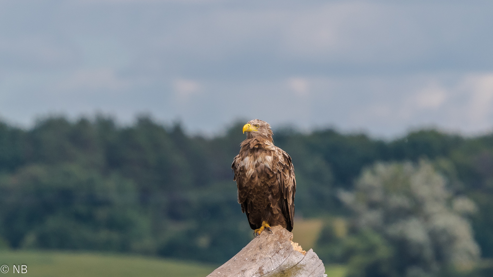 "Seeadler auf Ansitzwarte 2020"