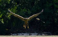 Seeadler - Auf Augenhöhe mit seiner Beute