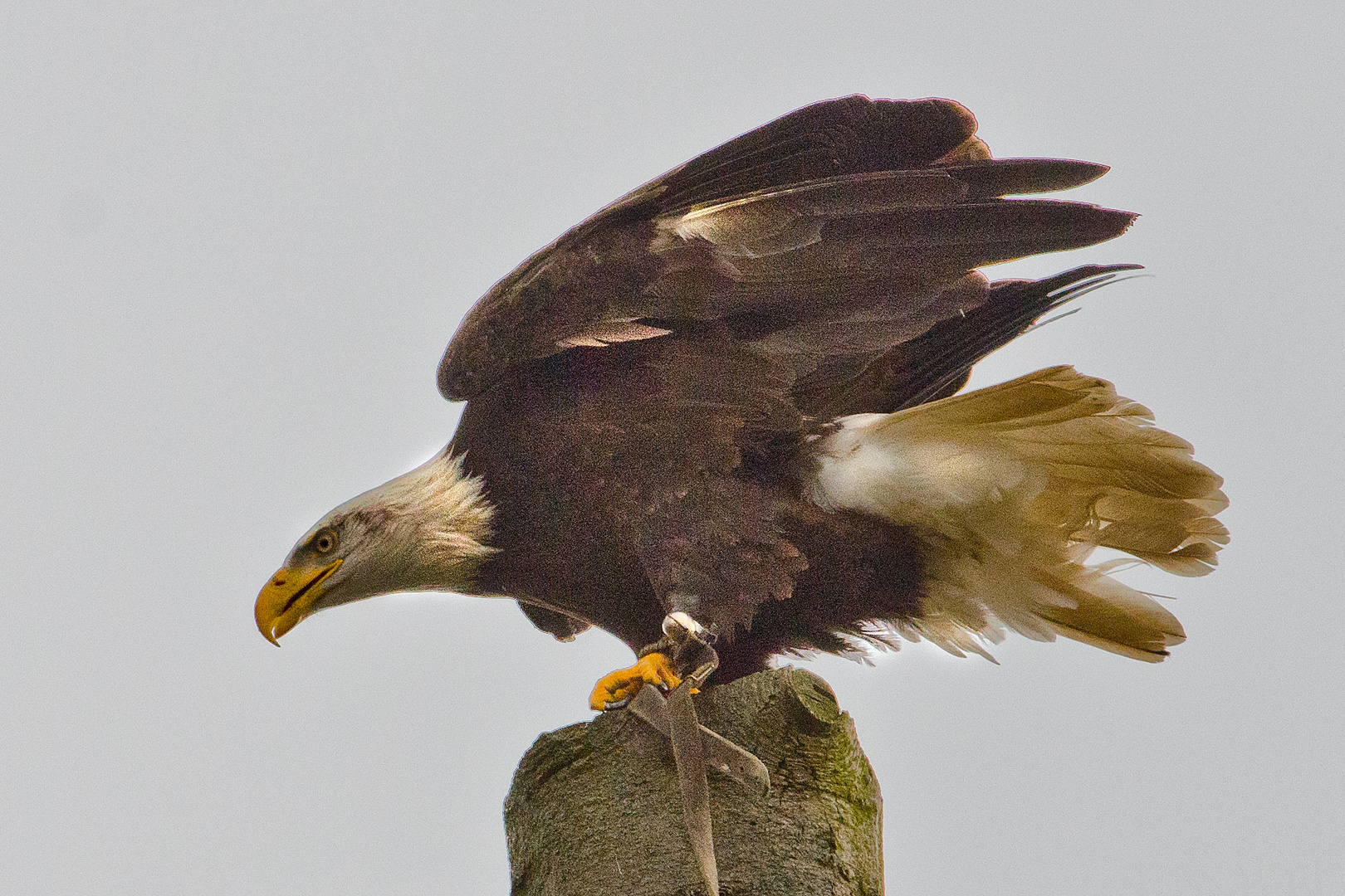 Seeadler auf Baum