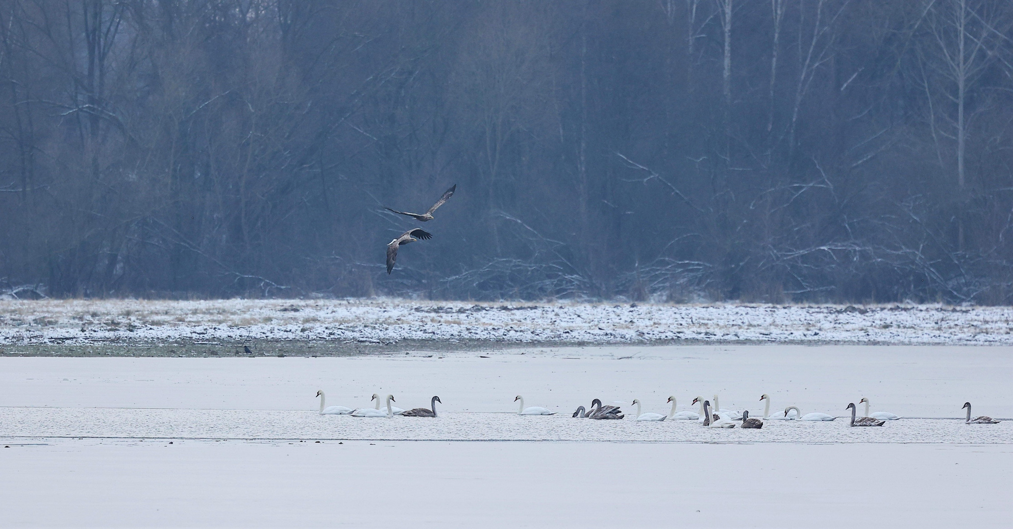 Seeadler auf Beutefang