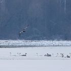 Seeadler auf Beutefang