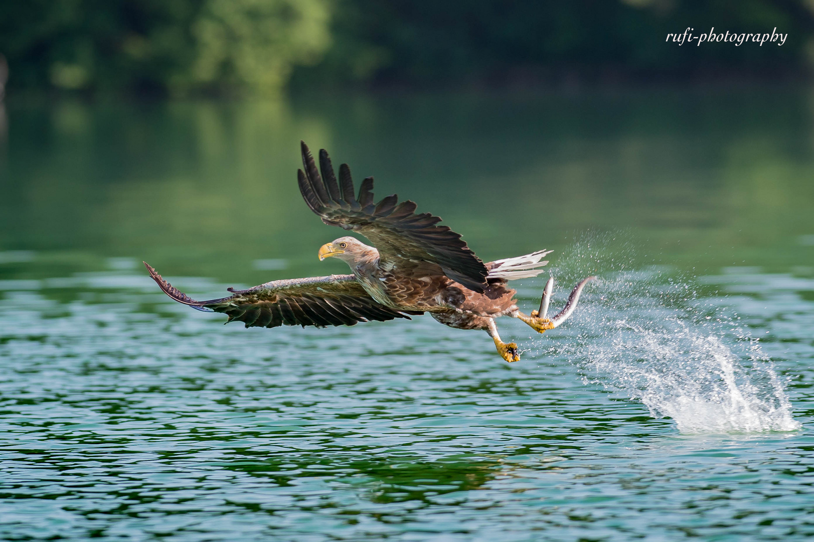 Seeadler auf Beutefang