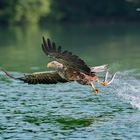 Seeadler auf Beutefang