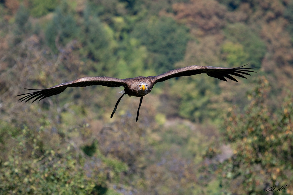 Seeadler auf Beutefang