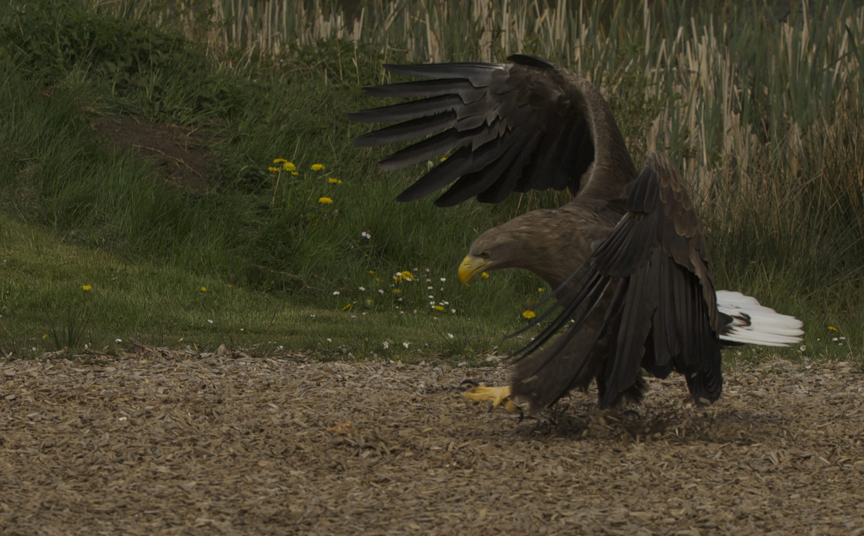 Seeadler auf Beutejagd