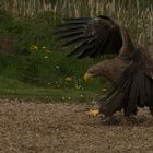 Seeadler auf Beutejagd