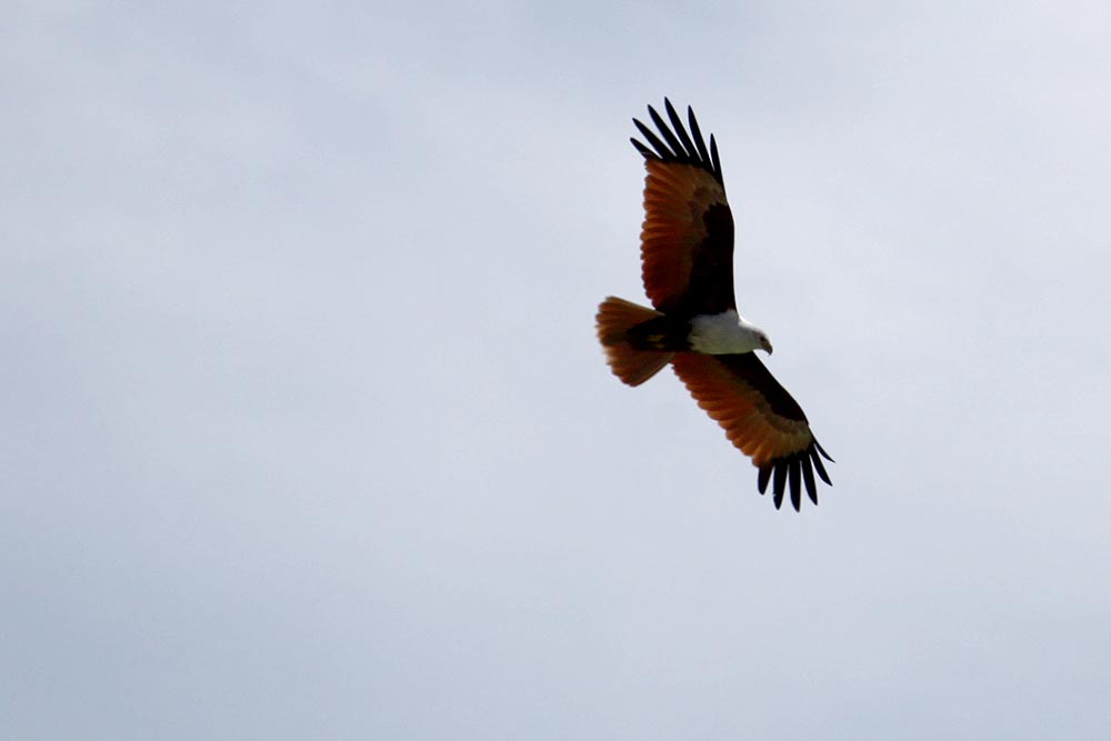 Seeadler auf Beutejagd