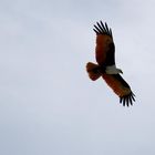 Seeadler auf Beutejagd