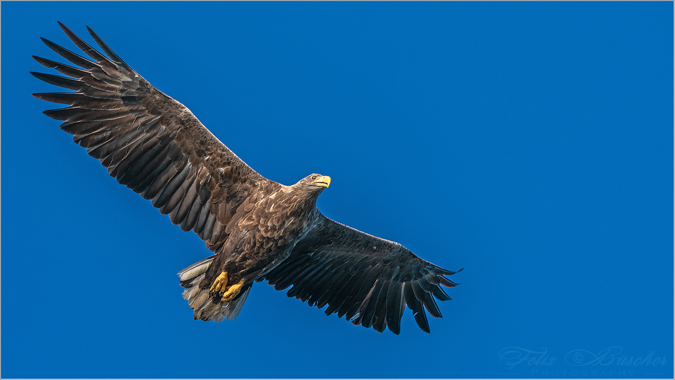 Seeadler auf Beutezug