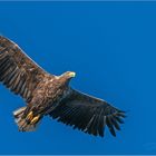 Seeadler auf Beutezug