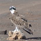 Seeadler auf Boa Vista