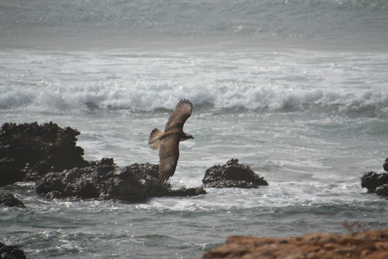 Seeadler auf Boa Vista Morro d`Arerra