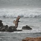 Seeadler auf Boa Vista Morro d`Arerra