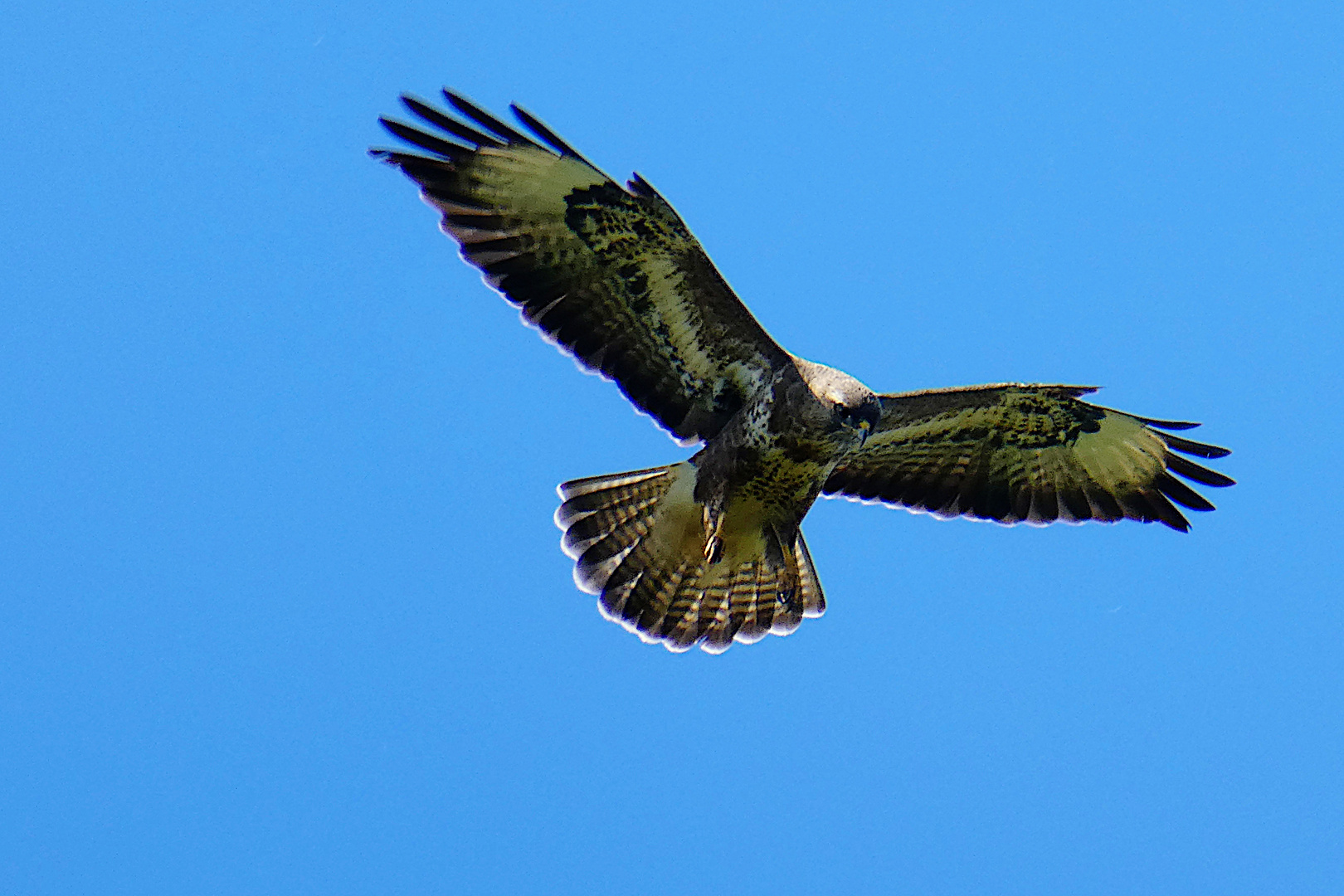 Seeadler auf dem Darß