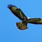 Seeadler auf dem Darß