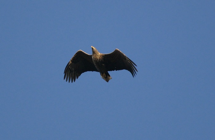 Seeadler auf dem Darß (Ausschnitt)