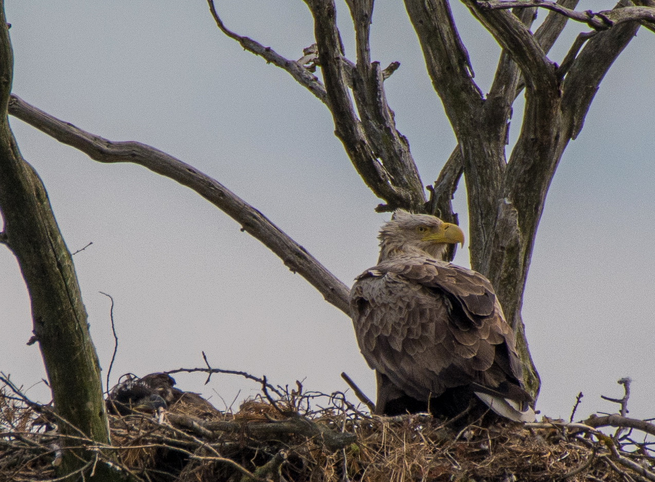 Seeadler auf dem Horst