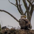 Seeadler auf dem Horst