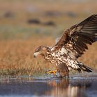 ~ Seeadler auf dem Weg ~