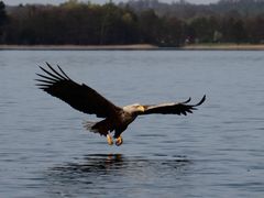 Seeadler auf dem Weg zum nächsten Fisch