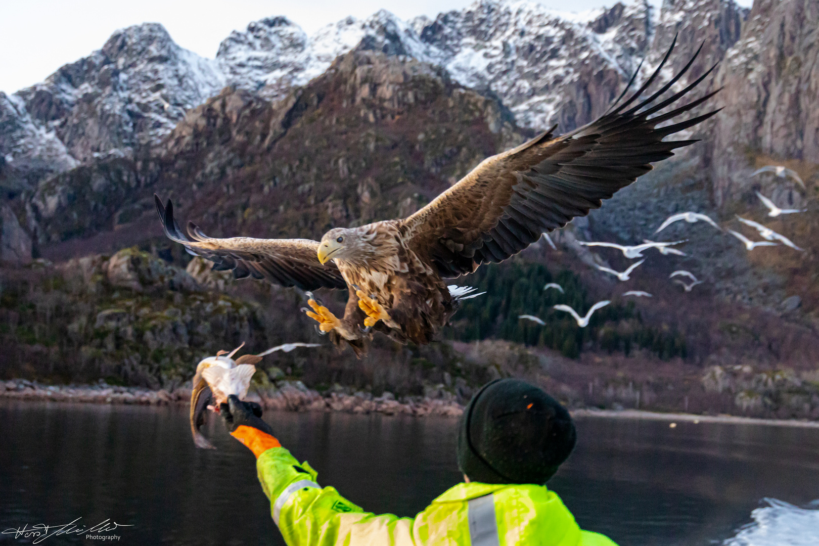 Seeadler auf den Lofoten