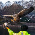 Seeadler auf den Lofoten