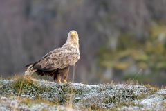 Seeadler auf den Lofoten