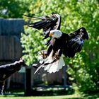 Seeadler "auf der Bremse"