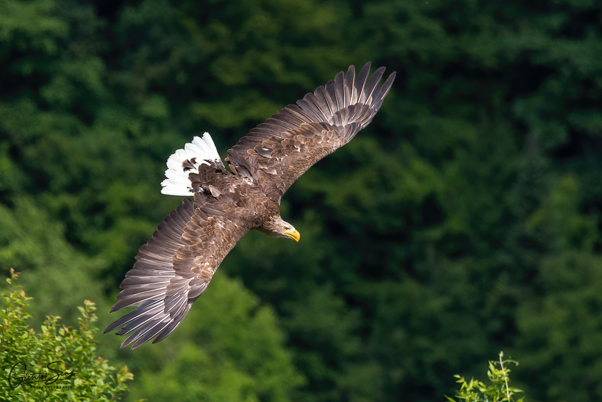 Seeadler auf der Burg Guttenberg