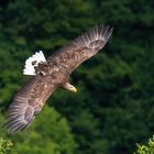 Seeadler auf der Burg Guttenberg