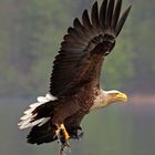 Seeadler auf der Feldberger Seenlandschaft