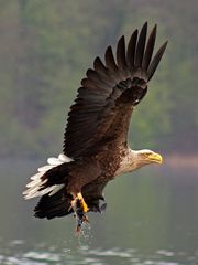 Seeadler auf der Feldberger Seenlandschaft