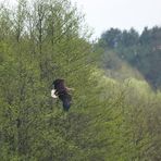 Seeadler auf der Flucht...