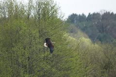 Seeadler auf der Flucht...