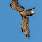 Seeadler auf der Jagd