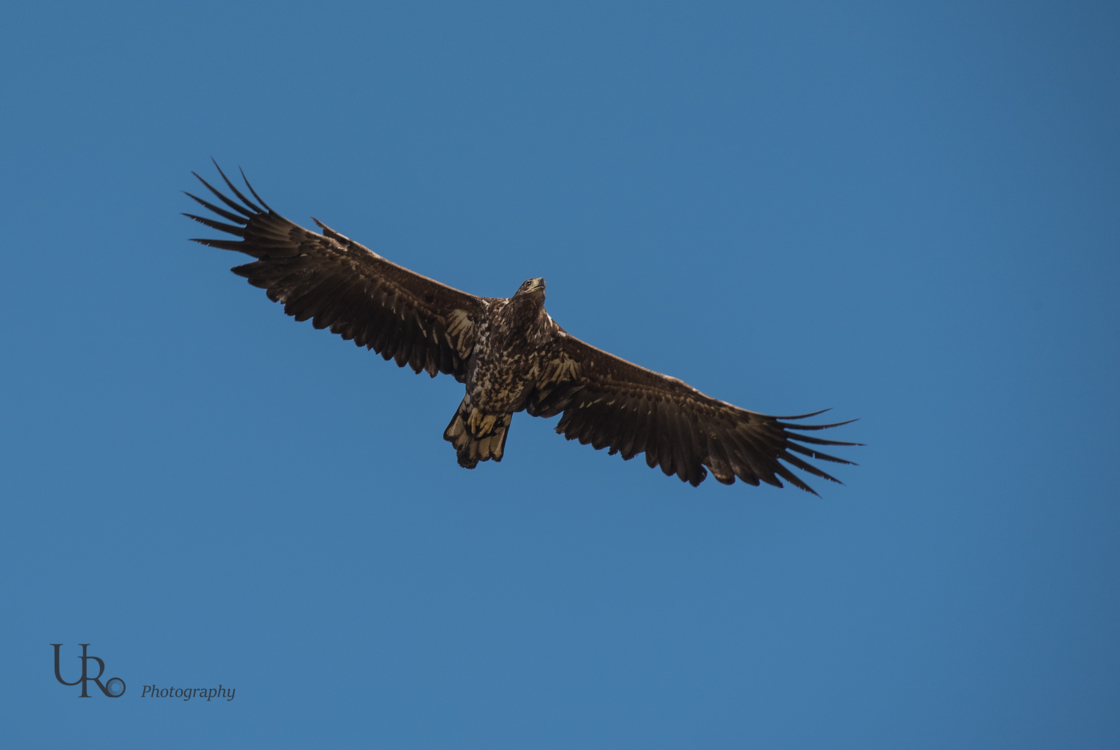 Seeadler auf der Jagd