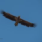 Seeadler auf der Jagd