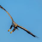 Seeadler auf der Jagd